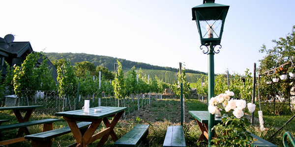 Weinwandern-Neustift-am-Walde